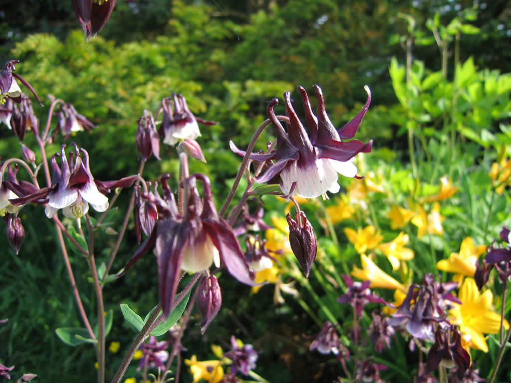  - akelei-william-mc-guiness-aquilegia-vulgaris-william-mc-guiness_02_samen_910019