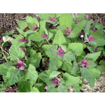 Chenopodium giganteum