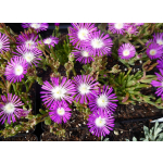 Delosperma floribundum 'Stardust'