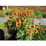 Gaillardia aristata 'Kobold'