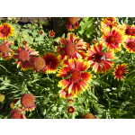 Gaillardia aristata 'Kobold'