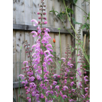 Salvia pratensis 'Pink Wonder'