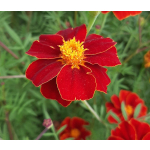 Tagetes patula 'Linnaeus Burning Embers'