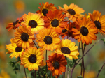 Ksten-Sonnenblume