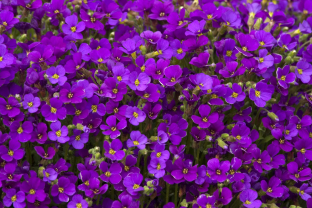 Aubrieta 'Whitewell Gem'