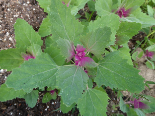 Chenopodium giganteum