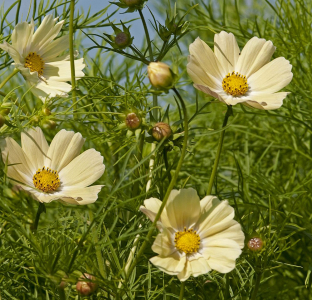 Cosmos bipinnatus 'Yellow'