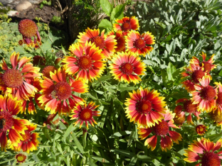 Gaillardia aristata 'Kobold'