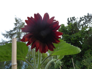 Helianthus annuus 'Claret' F1