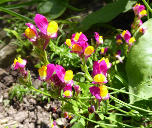 Linaria pinifolia (reticulata)