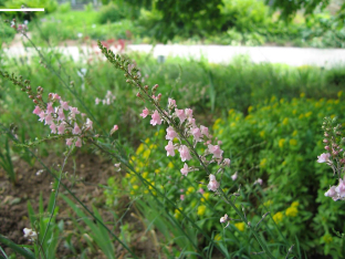 Linaria purpurea 'Canon J. Went'