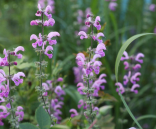 Salvia pratensis 'Pink Wonder'