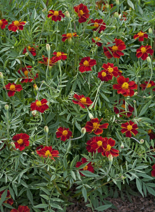 Tagetes patula 'Linnaeus Burning Embers'