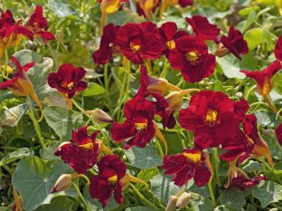 Tropaeolum majus 'Crimson Emperor'