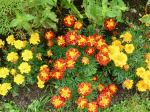 Tagetes 'Bunte Mischung'
