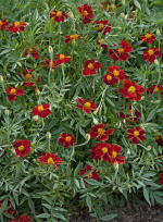 Hohe Rote Tagetes